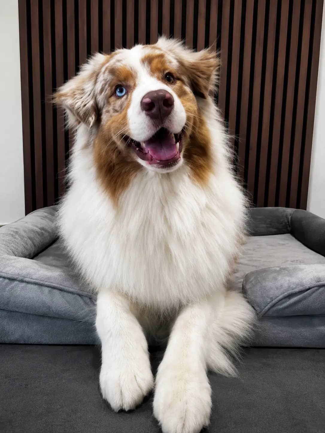 Ulann - Un Aussie tout sourire 🐾