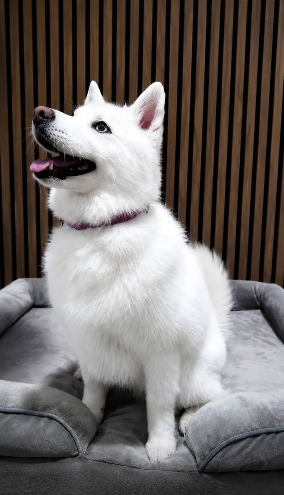 Kyra - Pomsky plus blanc que neige ❄️
