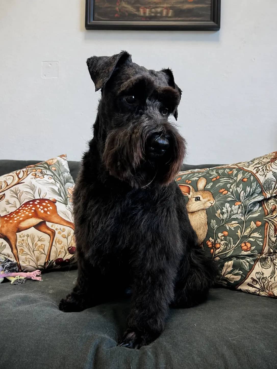 Tchoupi - Schnauzer après une séance d’épilation 🔥