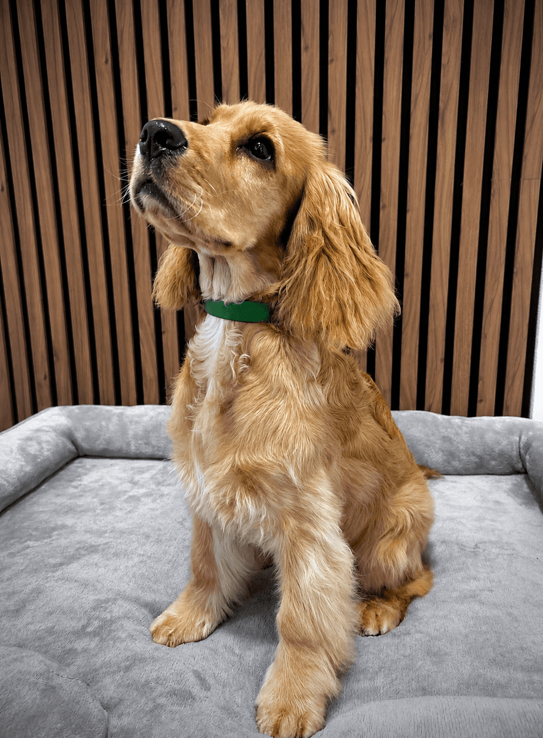 Marley - Cocker anglais pour son toilettage d'initiation🌟